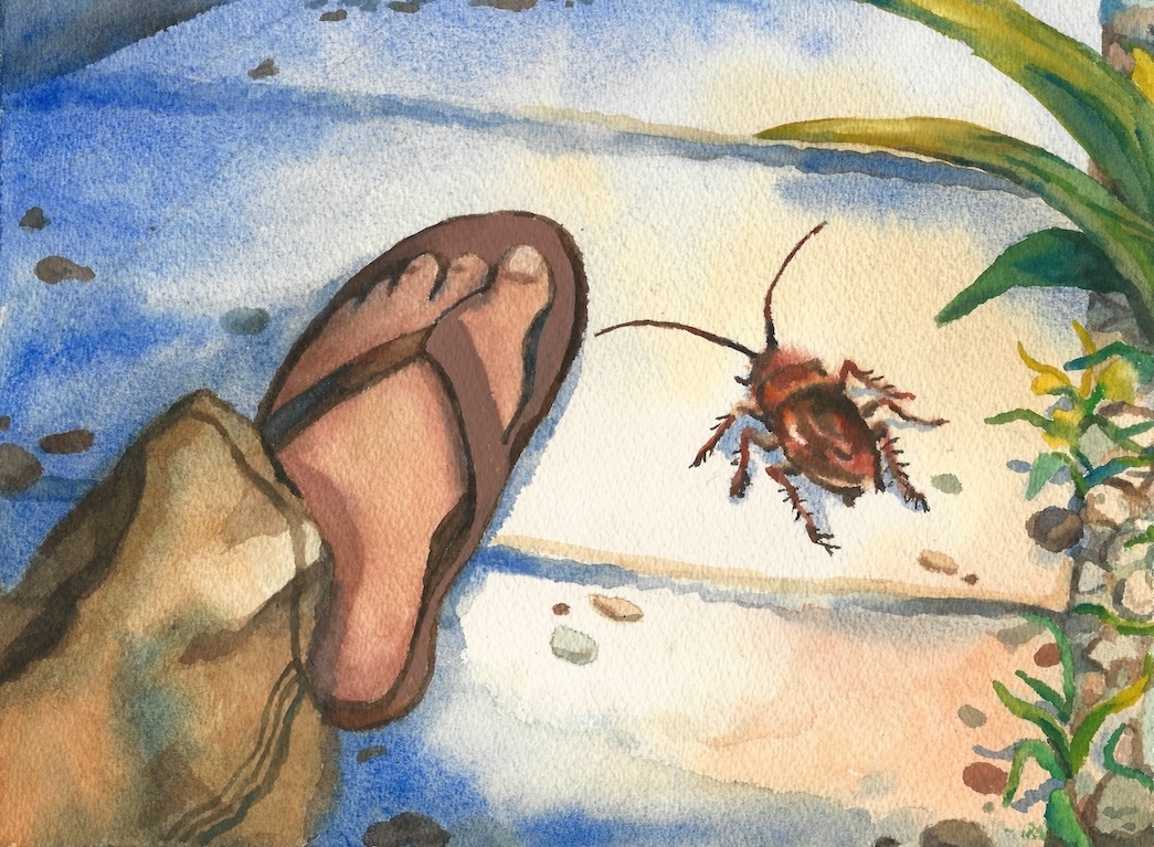 Cockroach