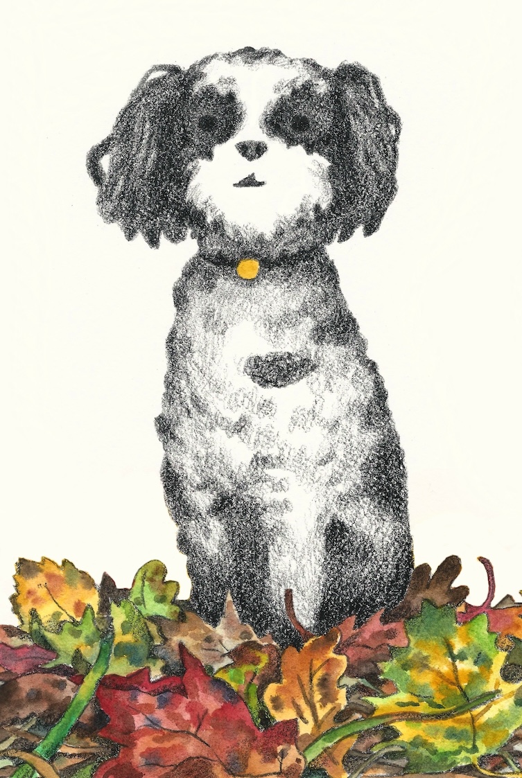 Shih Tzu